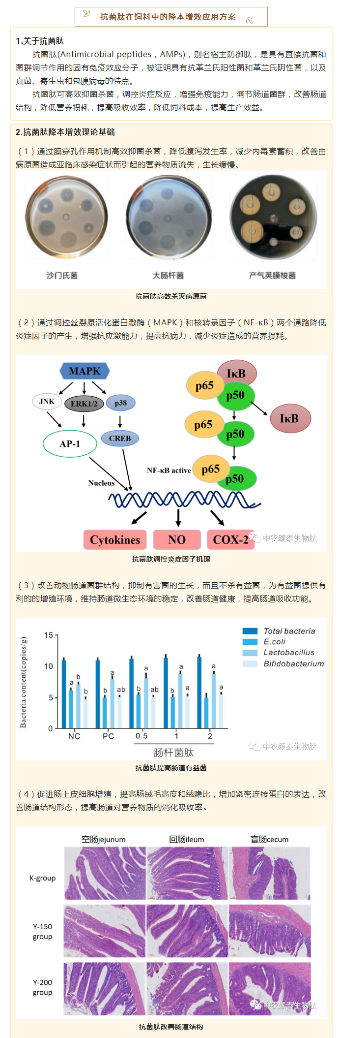 降本增效，穎“肽”有道——抗菌肽降低飼料營養(yǎng)水平應(yīng)用方案_02